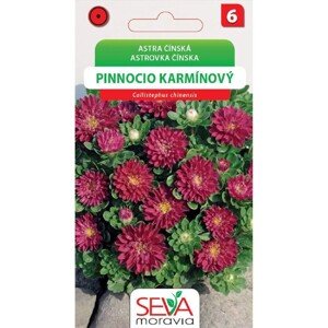 Semínka Astra čínská Pinnocio karmínový (Callistephus chinensis)