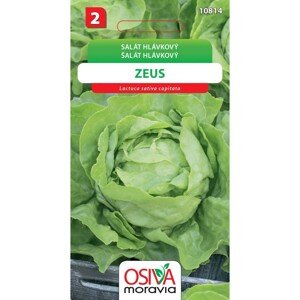 Semínka Salát hlávkový Zeus (Lactuca sativa capitata)