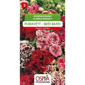 Semínka Hvozdík bradatý plnokvětý směs barev (Dianthus barbatus)