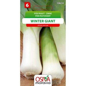 Pór zimní - Winter Giant (Allium porrum)