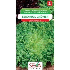 Štěrbák Zahradní - Eskariol Gruner (Cichorium endivia)