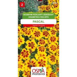 Semínka Aksamitník Rozkladitý jednod. - Pascal (Tagetes patula nana single)