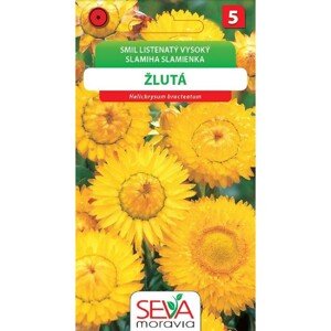 Smil Listenatý - vysoký - žlutý (Helichrysum bracteatum)