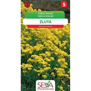 Semínka Tařice skalní žlutá (Alyssum saxatile)