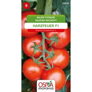 Semínka Rajče tyčkové Harzfeuer F1 (Solanum lycopersicum L.)