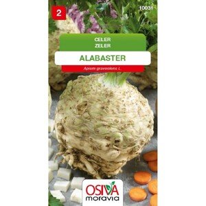 Aros Semena Celer Alabaster (Apium graveolens L.)