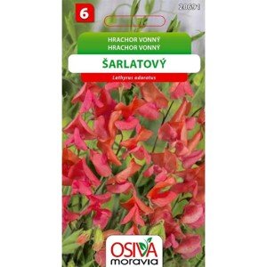 Semínka Hrachor vonný šarlatový (Lathyrus odorathus)