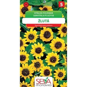 Semínka Vitálka poléhavá žlutá s tm. středem (Sanvitalia procumbens)