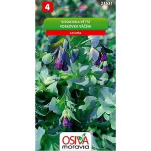 Semínka Voskovka větší fialová (Cerinthe mayor purpurescens)