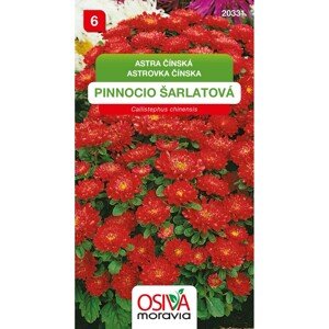 Semínka Astra čínská Pinnocio Dwarf šarlatový (Callistephus chinensis)